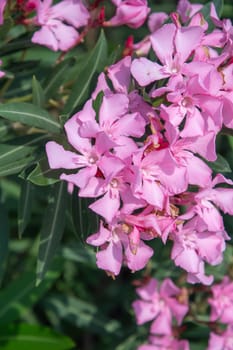 light pink flowers Nerium oleander,poisonous ornamental shrub containing oleandrin,cornerin ,cardiac glycosides, in case of poisoning there is disturbance in heart rhythm,natural floral background