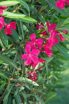 dark pink flowers Nerium oleander, poisonous ornamental shrub containing oleandrin, cornerin, cardiac glycosides, in case of poisoning there is a disturbance in heart rhythm, natural floral background