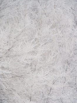Trees on a winter season covered with frost. Abstract image.
