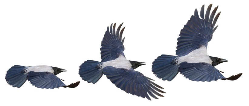 crow in flight isolated on white , birds