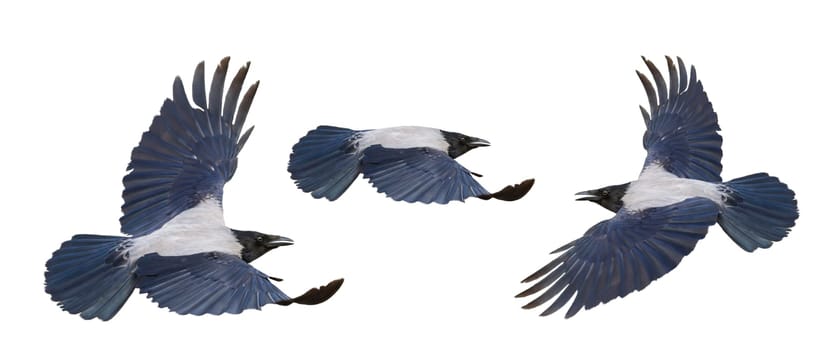 hooded crow in flight isolated on white , birds