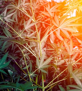A close-up view of cannabis leaves, bathed in warm sunlight, creating a vibrant and textured background. The leaves are in various shades of green, with some illuminated in a warm, orange hue. The image captures the intricate details of the cannabis plant, highlighting its natural beauty.
