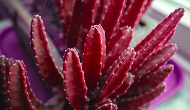 A close-up shot of a red cactus plant, showcasing its vibrant color and unique spiky texture. The cactus is growing indoors, likely in a pot, and bathed in soft light.