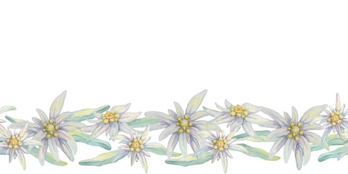 Edelweiss seamless border watercolor clipart featuring delicate white flowers with yellow centers and green leaves. Perfect for wedding invitations, stationery, and alpine-themed product packaging