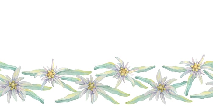 Edelweiss seamless border watercolor clipart showcasing an arrangement of white edelweiss flowers with intertwined green leaves. Ideal for use in event banners, fabric designs, or greeting cards
