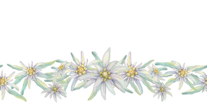 Edelweiss seamless border watercolor clipart depicting clusters of edelweiss flowers in white, complemented by green foliage. Suitable for website headers, DIY crafts, or decorative stationery