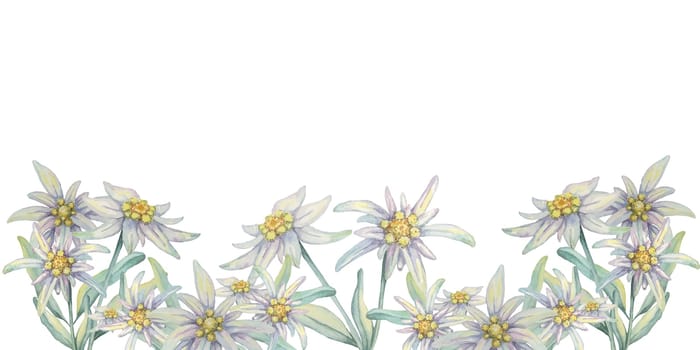 Edelweiss seamless border watercolor clipart featuring a lush pattern of white edelweiss flowers with vibrant yellow centers and green leaves for scrapbooking, invitation borders, or product labels.