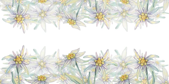 Edelweiss seamless border watercolor clipart showcasing a dense arrangement of white flowers with yellow centers and green foliage. Suitable for fabric prints, packaging design, or decorative borders.