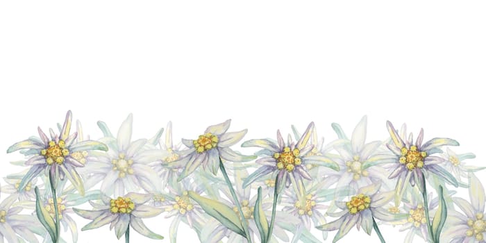 Edelweiss seamless border watercolor clipart with design of flowers in white and yellow, set against a background of green leaves. Ideal for wrapping paper, book covers, or digital projects