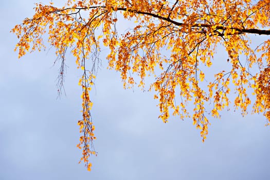 Birch branches with yellow leaves on blue sky background