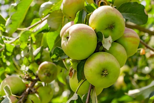 Fresh green apple background. Closeup of a bunch of bio organic apples.