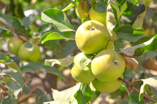 Fresh green apple background. Closeup of a bunch of bio organic apples.