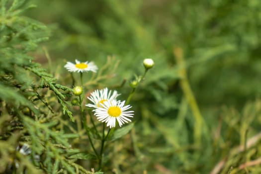 Camomile flower white in the garden.