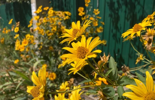 A photo of yellow garden flowers in bloom, with a green background. The flowers are highlighted against the foliage, creating a bright and cheerful scene.