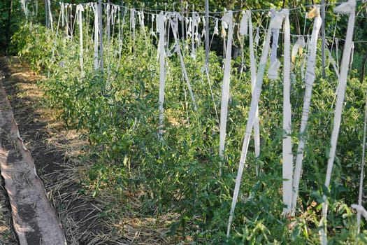 Tomato bushes are tied up with ribbons in the garden