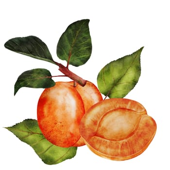 Apricot watercolor. Juicy realistic composition hand drawing of ripe fruit. Clip art on isolated white background. Ideal for logo, tags, stickers for natural food and cosmetics stores. High quality photo