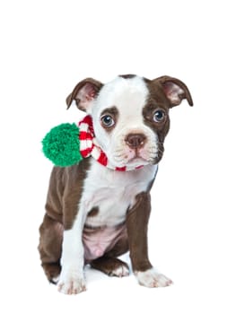 A studio photo of an innocent and shy looking Boston Terrier puppy on a white background.