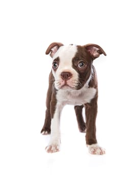 A studio photo of an innocent and shy looking Boston Terrier puppy on a white background.