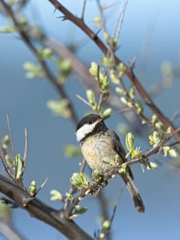 A portraiture of a small black capped chickadee songbird perched on a twig in Coeur d'Alene, Idaho
