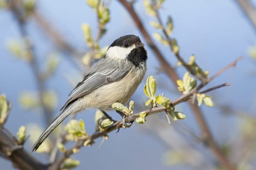 A close up of a small black capped chickadee perched on a small twig in Coeur d'Alene, Idaho.