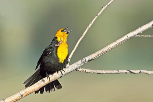 A pretty male yellow headed blackbird is calling out while perched on a small branch near Libtery Lake, Washington.