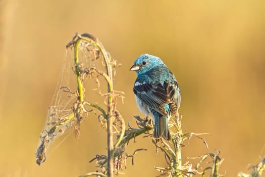 A pretty blue Lazuli Bunting is perched on a plant early in the morning near Liberty Lake, Washington.