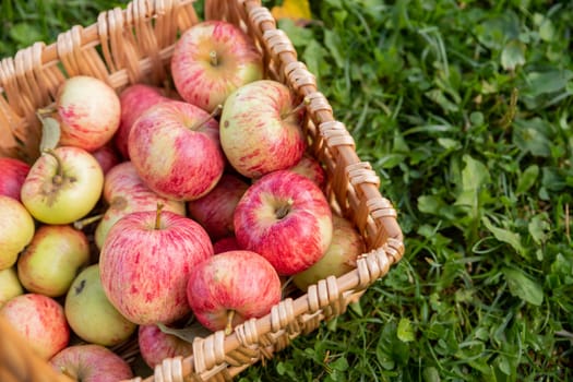 Red apples nature, wicker basket with fresh apples.
