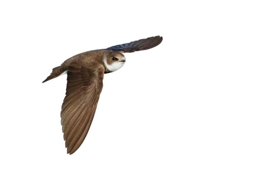 bird, sand martin, in flight isolated on white background, animals