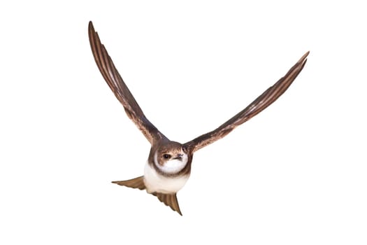 bird, sand martin, wings spread, flies isolate, animals