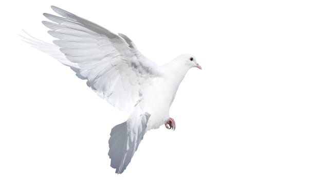 white dove in flight isolated on white , birds
