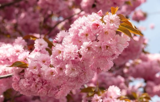Sakura trees. Spring Cherry blossoms, pink flowers. Background with flowers on a spring time