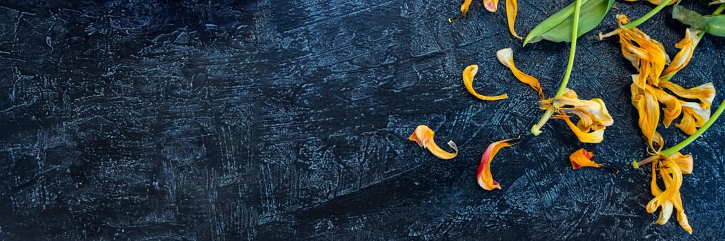 Banner of wilted yellow tulips on a black background. copy space,