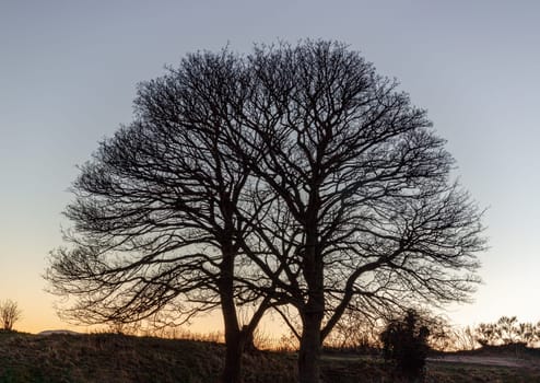 Bare tall trees in winter stands at sunset in sillouette against a cloudy sky of blue. Space for text, Selective focus.