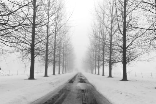 An icy lane in winter bordered by barren trees in north Idaho.