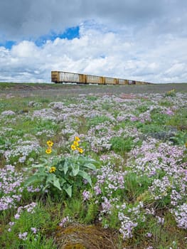 A landscape photo of a field of wildflowers including arrowleaf balsamroot and purple periwinkles with abandoned train cars in the background.