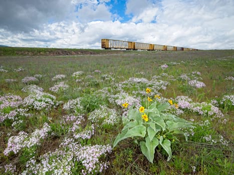 A landscape photo of a field of wildflowers including arrowleaf balsamroot and purple periwinkles with abandoned train cars in the background.