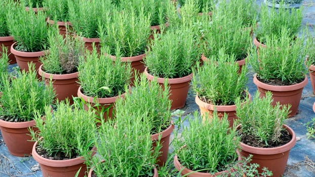 rosemary plant in pot in the natural herb farm nursery plant garden, little fresh rosemary herb is growing in a flower pot indoors