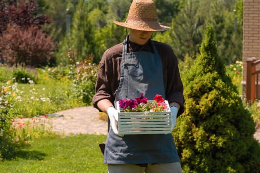 A young man in work gloves and straw hat holding a flower seedlings in a pot in a white wooden box. A professional gardener is going to plant petunia hybrida seedlings.