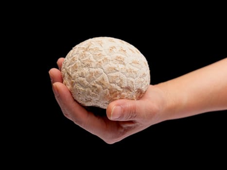 A studio photo of hands holding a fresh puffball mushroom set against a black background.