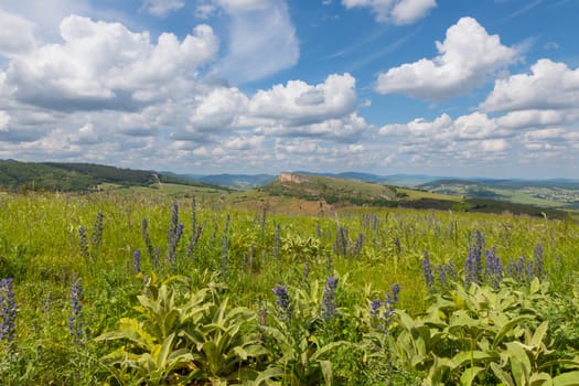 Environment of La Roche de Solutre with vineyards, and the giant rock to climb on the background, Burgundy, France with purple flowers