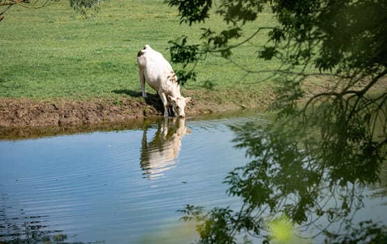 beautiful fat french beef cows on the saone river in france