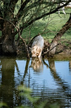 beautiful fat french beef cows on the saone river in france