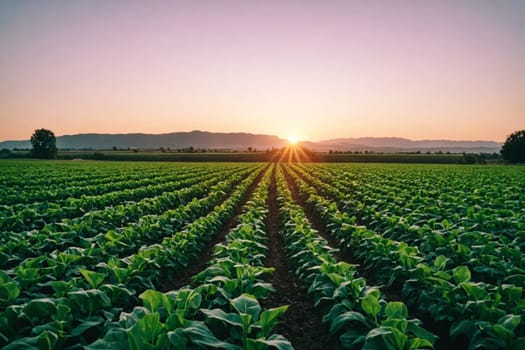 Stretching into the distance, rows of crops are sun-kissed by the golden light of the sun sitting just above the horizon, emanating a sense of calm and the beauty of agricultural life.