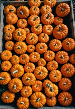 A vibrant collection of small orange pumpkins, perfect for fall-themed designs and decorations.