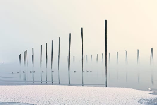 Geese swim on the calm water in a winter foggy landscape photo and pilings standing in the Pend Oreille River in northeast Washington state.