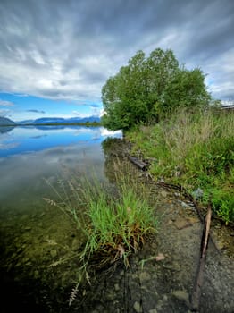 Grass and a small tree on the shorline of a calm section of Pend Oreille Lake early in the morning.