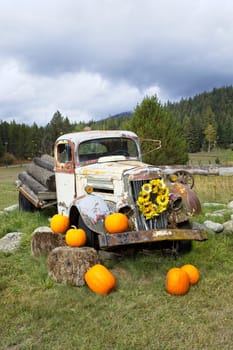 An old broken down antique truck sits in grass as a prop for decorations using flowers and pumpkins in north Idaho.