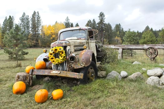 An old broken down antique truck sits in grass as a prop for decorations using flowers and pumpkins in north Idaho.