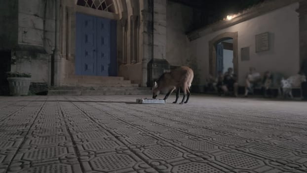 A nocturnal video shows a hesitant maned wolf eating from a tray at Caraza sanctuary in Brazil, with blurred tourists in the background.