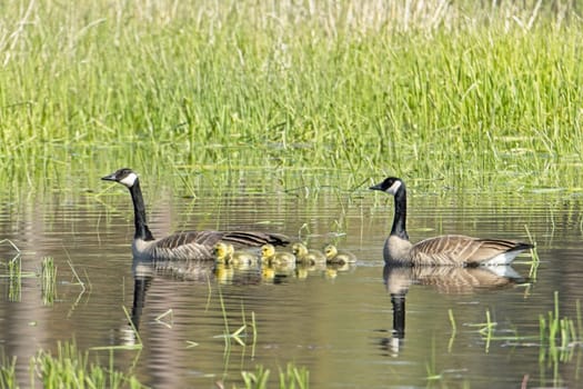 Two Canadian Geese swim with their goslings in a small pond at Turnbull Wildlife Refuge in Cheney, Washington.